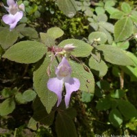 Impatiens thwaitesii Hook.f. ex Grey-Wilson